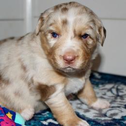 Dottie - Red merle female Australian Shepherd puppy in Iota, Louisiana from C'est Bon Aussies Australian Shepherds