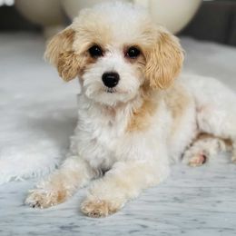 Willy - Maltipoo