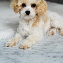 Willy - Maltipoo