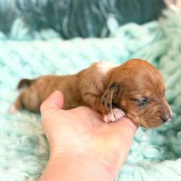 Sailor - Dapple male Dachshund puppy in Decatur, Mississippi from KP Dachshunds