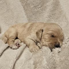 Red - Cream male Goldendoodle puppy in Kansas City, Missouri from Poppy's Doodles