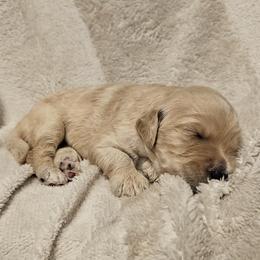 Red - Cream male Goldendoodle puppy in Kansas City, Missouri from Poppy's Doodles