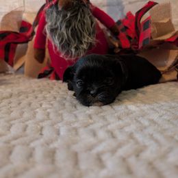Black with white markings - Black male Shih Tzu puppy in Poultney, Vermont from Morgan's Shih Tzus