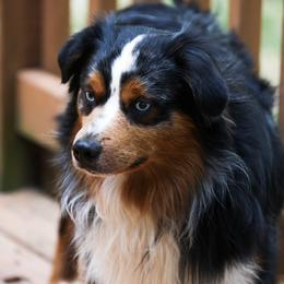 Sawyer - Miniature American Shepherd