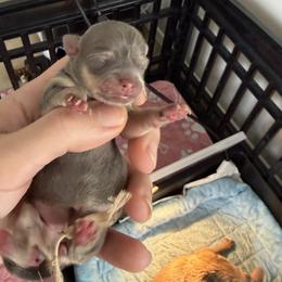 Angel - Blue female Chihuahua puppy in East Syracuse, New York from Blissful’s Chihuahuas