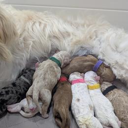 Goldendoodle puppies from Robertson's Retrievers and Doodles