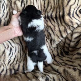 Pomeranian Puppies from Mac Daddy Poms