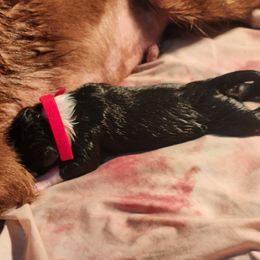 Girl 2 - Border Collie puppy in Arcanum, Ohio from Machine Made Stock Dogs