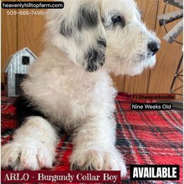 Goldendoodle, Poodle, and Sheepadoodle Puppies from Heavenly Hilltop Farm