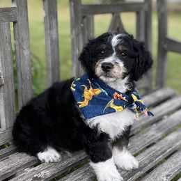 Hagrid - Tri-color Bernedoodle puppy in Paw Paw, Michigan from Ockerdoodle Puppies