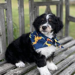 Hagrid - Tri-color Bernedoodle puppy in Paw Paw, Michigan from Ockerdoodle Puppies