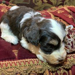 Poppy - Parti female Miniature Schnauzer puppy in Kentucky from Mrs Bs Teeny Schnauzers & Doodles