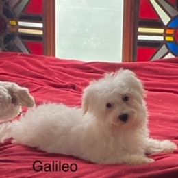 Galileo - White male Coton de Tulear puppy in Rubicon, Wisconsin from Darryl's Cotons de Tulear