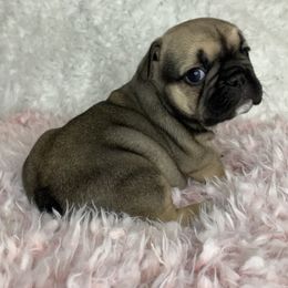 French Bulldog Puppies from NC French Kiss-A-Bulls