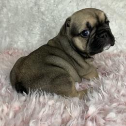 French Bulldog Puppies from NC French Kiss-A-Bulls