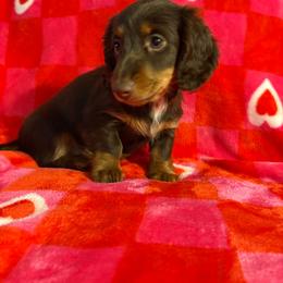 Maverick 2 - Chocolate and cream male Dachshund puppy in Penn Run, Pennsylvania from Shannon’s Dachshunds