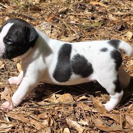Barry - Black and white male Rat Terrier puppy in Ukiah, Texas from Poem's Haven Rat Terriers..AKA Mysthaven Rat Terriers