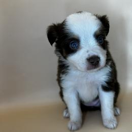 Girl 1 - Red tri female Miniature Australian Shepherd puppy in Hokes Bluff, Alabama from Alegria Toy Aussies
