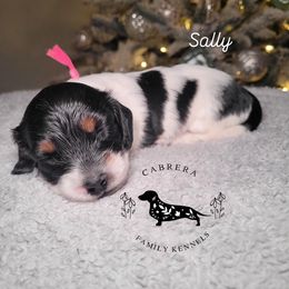 Sally - Piebald female Dachshund puppy in Modesto, California from Cabrera Family Kennels