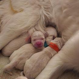 Golden Retriever Puppies from Dandelion Meadows Farm