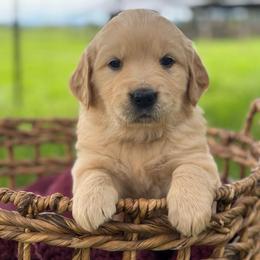 Green Boy - Light golden male Golden Retriever puppy in Scio, Oregon from Stackhouse Family Farm