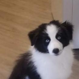 Border Collies from Isle Breez Border Collies