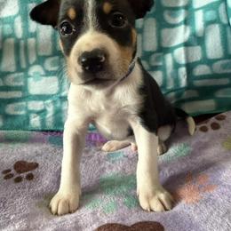 Rat Terrier Puppies from The Puppy Patch Rat Terriers
