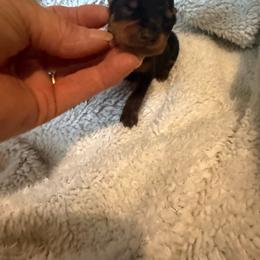 Jasmine - Black and rust female Miniature Pinscher puppy in Atoka, Oklahoma from Boggy Depot Cavaliers & Friends