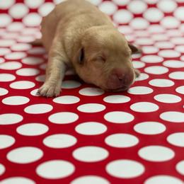 Sky - Yellow female Labrador Retriever puppy in Isle, Minnesota from Dog Ear Outfitters
