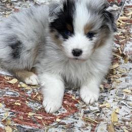 BMM1 - Blue merle male Australian Shepherd puppy in Manchester, Iowa from Lone Willow Aussies