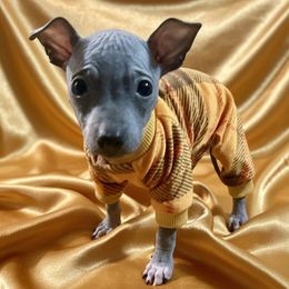 Goldie - White and blue female American Hairless Terrier puppy in Atlanta, Georgia from Royal Flush Kennels