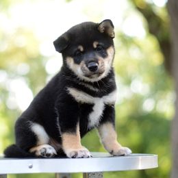 Sho 🩵 Black and Tan Boy - Black and tan male Shiba Inu puppy in Neosho, Missouri from Sunny Terrace Shibas
