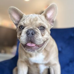 Yogi - French Bulldog puppy in Florida from Lopez Frenchies