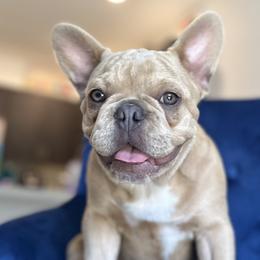 Yogi - French Bulldog puppy in Florida from Lopez Frenchies