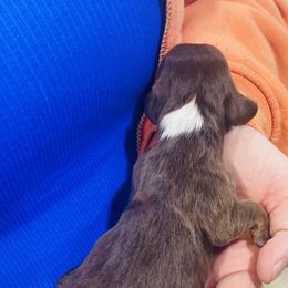 Girl 5 - Chocolate and tan Dachshund puppy in Duke, Oklahoma from Johnson Prairie Pups