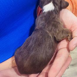 Girl 5 - Chocolate and tan Dachshund puppy in Duke, Oklahoma from Johnson Prairie Pups