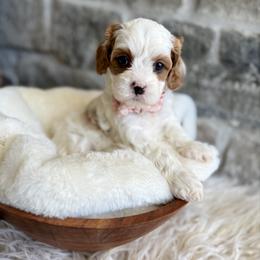 Blush - Blenheim female Cavapoo puppy in Natural Bridge, Virginia from Padgetts Hill Puppies