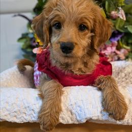 Willow - Red  female Goldendoodle puppy in Gunnison, Utah from Curls and Camo Pups