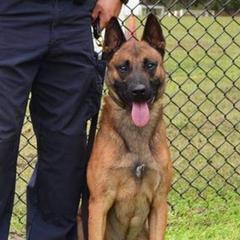 Mr. A - Belgian Malinois