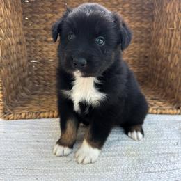 Porter - Black tri-color male Australian Shepherd puppy in Unionville, Iowa from Soap Creek Kennels