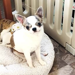 Eden Lover6000(small) - Blue brindled fawn male Chihuahua puppy in Santa Rosa Beach, Florida from Eva's Chihuahua