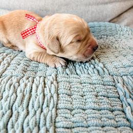 Red collar - Golden male Golden Retriever puppy in Lehi, Utah from Open Star Goldens