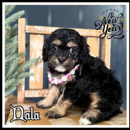 Nala - Black and tan female Cavapoo puppy in Clinton, Oklahoma from Enchanted Spaniels