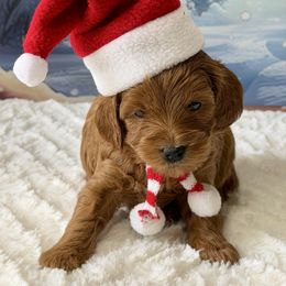 Angel - Red  female Goldendoodle puppy in Newnan, Georgia from Wagging Tailz Pups