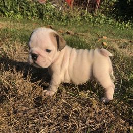 Boy 4 - White male Bulldog puppy in Arlington, Washington from Stout's Hunting Labs and trsbullies