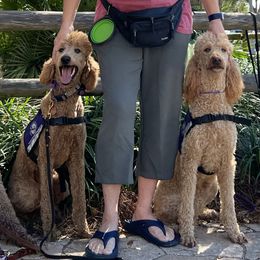 Poodles from Carolyn's Service Poodles