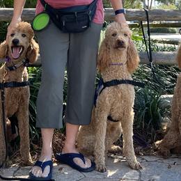 Poodles from Carolyn's Service Poodles