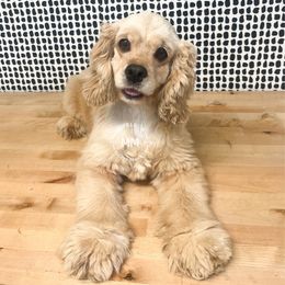 Enid - Cocker Spaniel
