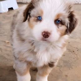 Jack - Red merle male Australian Shepherd puppy in Neola, Utah from Wall To Wall Aussies