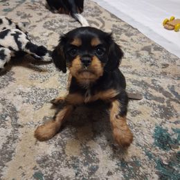 Coal - Black and tan male Cavalier King Charles Spaniel puppy in West Plains, Missouri from God's Designs Cavaliers